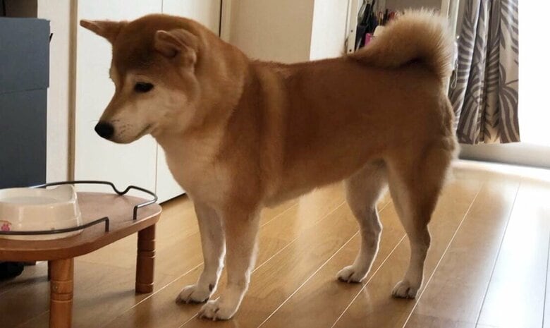 犬用ミルクではなく、普通の水だったときの表情