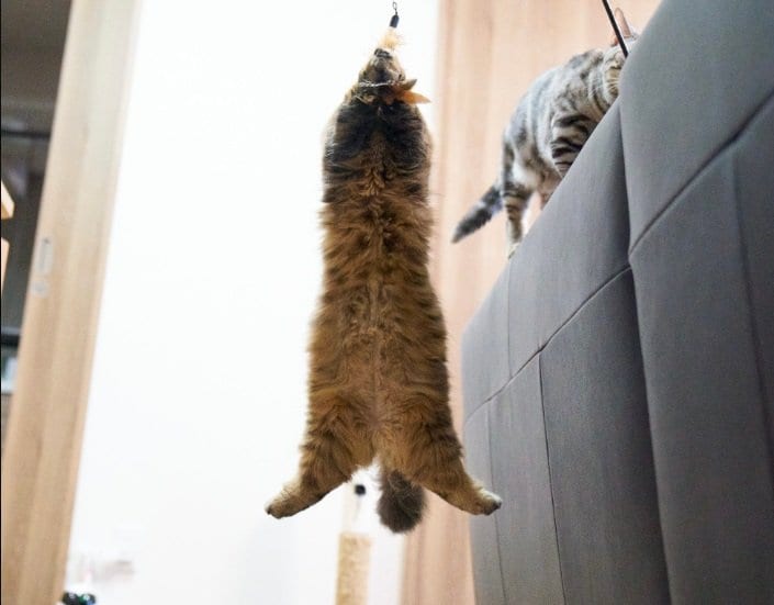 おもちゃに飛びついた瞬間のかぶきちゃん。釣られてしまったよう!?