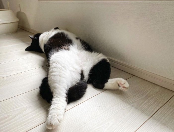 提供：卵山玉子先生