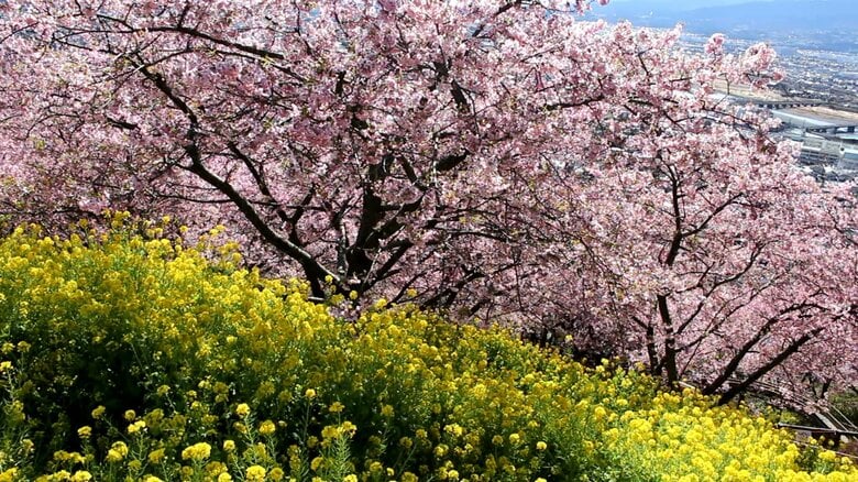 3月中に満開か？今年は早い！「桜の開花予想」20℃超続出で足元からも春到来
