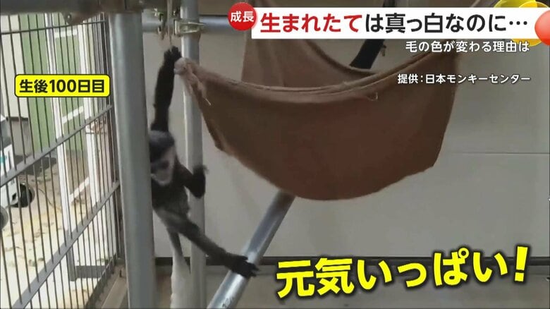 生後100日の元気いっぱいの「イエモン」くん