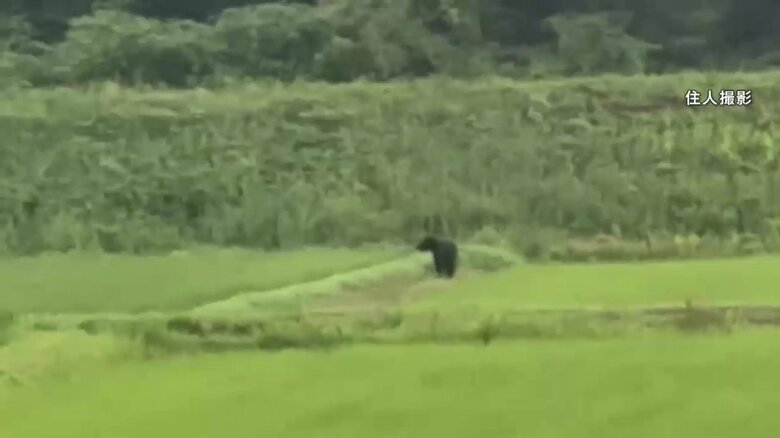 米袋を荒らされた住民が撮影した田んぼを歩くクマの映像