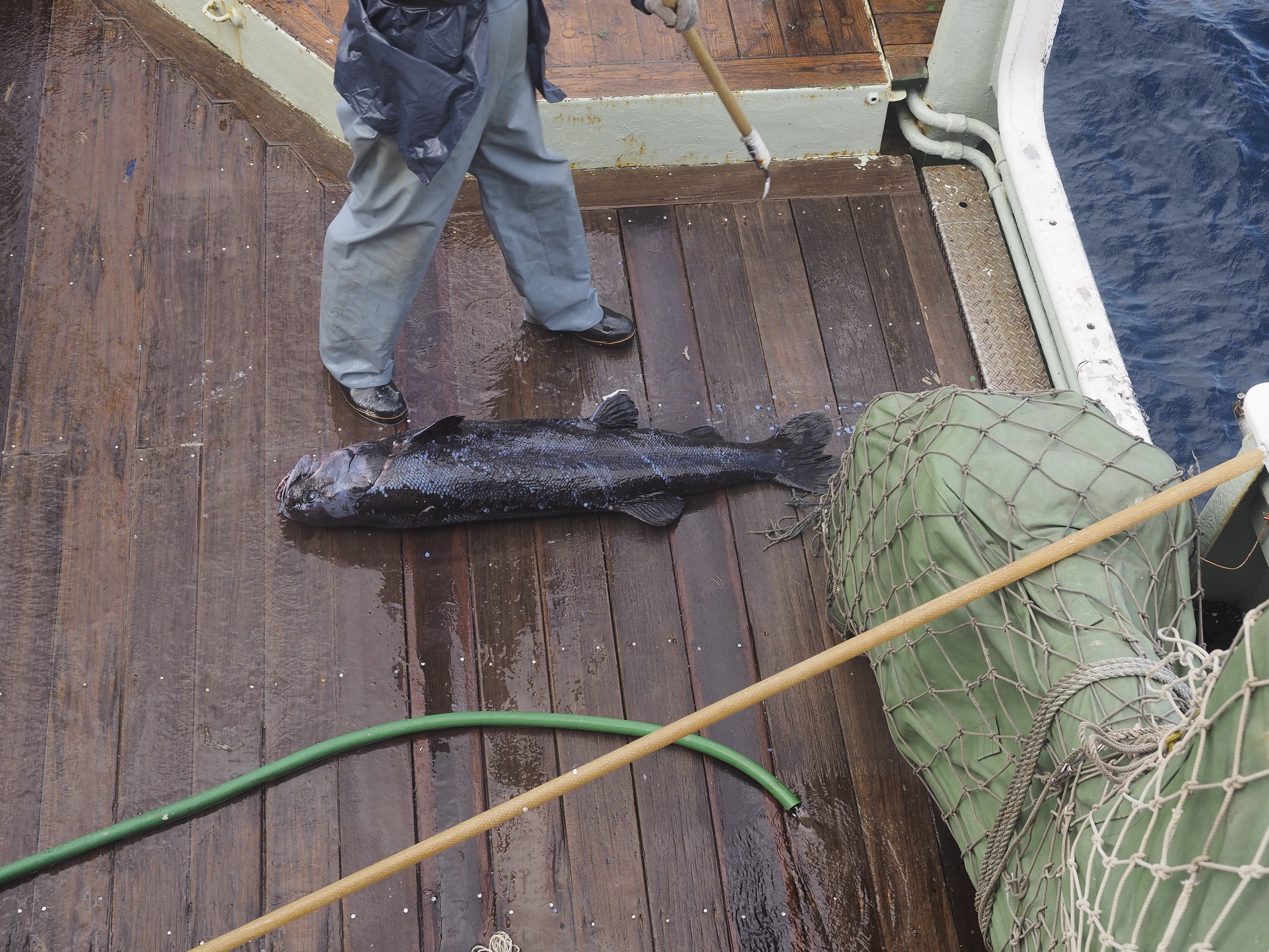 大型深海魚の新種 ヨコヅナイワシ を駿河湾で発見 生態ピラミッド最上位 という生態を聞いた Fnnプライムオンライン Goo ニュース