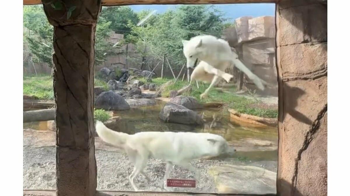 完全にワンコ」飼育員を見つけたホッキョクオオカミが大はしゃぎ！“犬