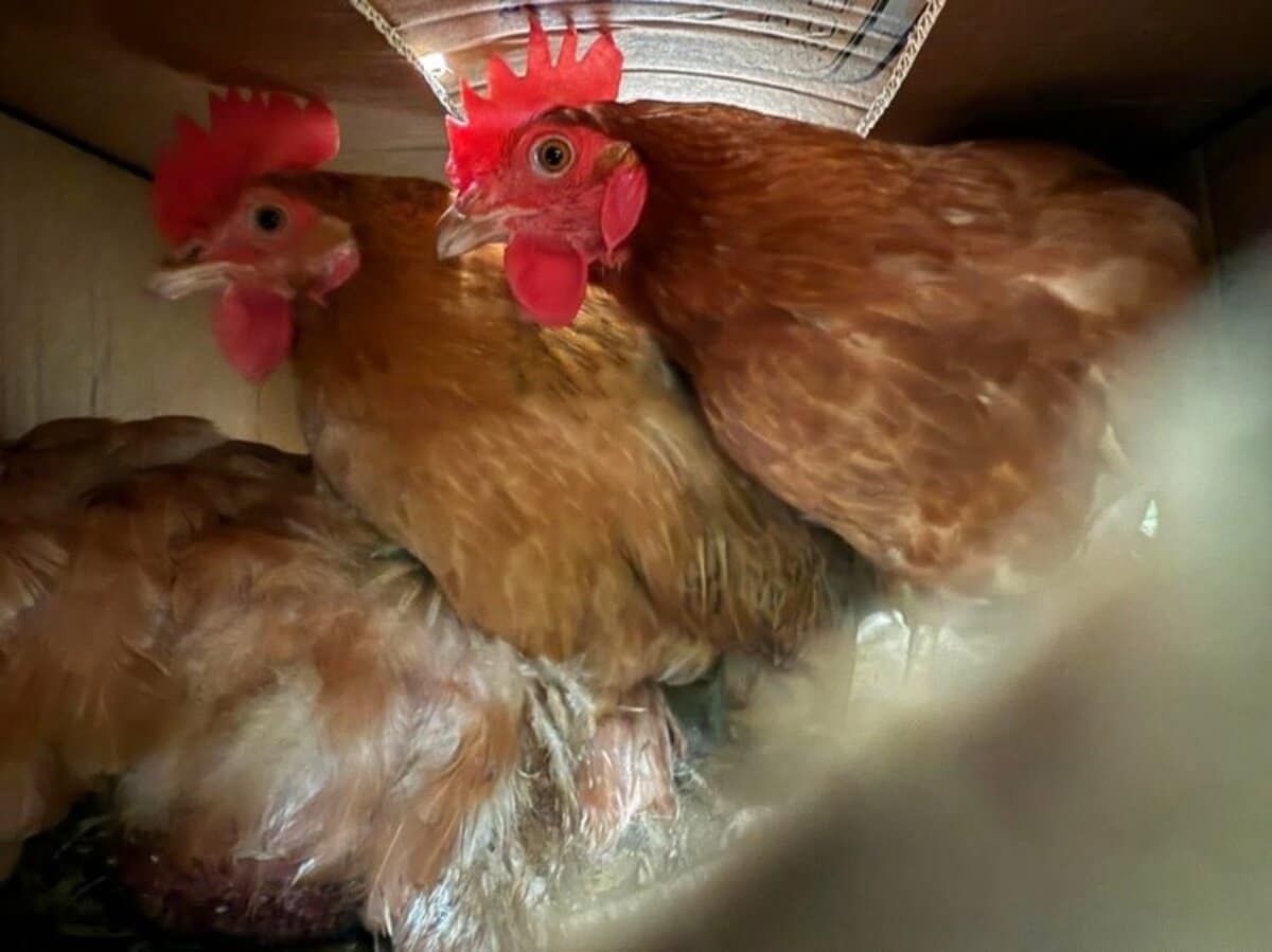 ニワトリ様確認用 動物園に段ボールに入れられたニワトリ3羽捨てられる 鳥インフルエンザ