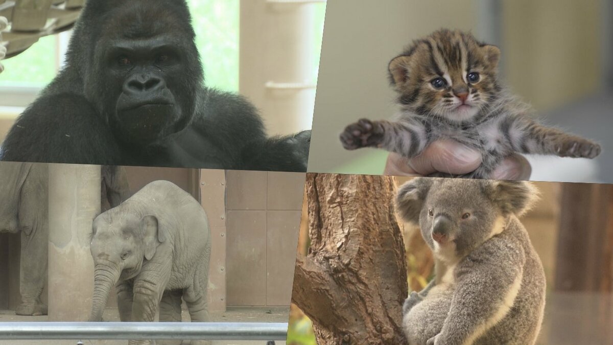 絶滅危惧種 ヤマホウズキの完熟実80個(今期最後) 絶滅危惧種 ヤマホウズキの完熟実80個(今期最後)