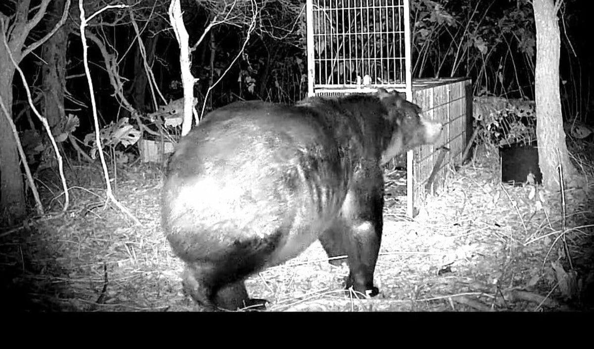 ヒグマ速報】札幌の繁華街ススキノの一角でもクマ？目撃情報に市民の