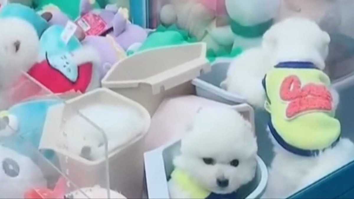 中国の動画が炎上 クレーンゲームの景品に子犬 動物虐待と非難殺到