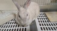 2匹が55匹に…民家でウサギが増え過ぎた“多頭繁殖”　飼い主「いつの間にか増えてしまった」　“県内初”ウサギの譲渡会　引き取った家族「幸せにしてあげたい」