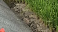 田んぼに亀裂　特産のナシやトマトなども大きな被害　農林水産業で被害試算845億円　死者は38人に　熊本地震