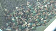 アワビの稚貝の出荷始まる　計330万個放流へ　岩手県大船渡市