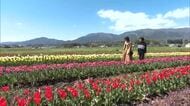 観賞する人とともに地域住民で育てた約２万本のチューリップ　奈義町の田園地帯で見頃【岡山】