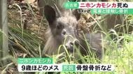 電車との接触による骨盤骨折等で…名古屋に現れた特別天然記念物のニホンカモシカ死ぬ 4/22から目撃されていた個体か