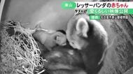 母親のお腹に体すり寄せる…名古屋・東山動植物園でレッサーパンダの赤ちゃん誕生 成育が成功すれば同園で初