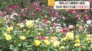 750品種・約2万株のバラ　東沢バラ公園で「バラまつり」始まる・7月5日まで　山形・村山市