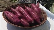 甘みが強く、ホクホク食感…坂出市で「かんしょ」（サツマイモ）の収穫作業最盛期【香川】