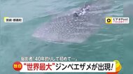【独自】振り向けば“世界最大の魚”ジンベエザメが…！「40年釣りをしていて初めて」船に接近…釣りエサ狙いか　宮崎・都農町