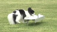 警察犬を選抜！行方不明者の捜索などに協力する“嘱託警察犬”審査会～民間飼育のシェパードなど49頭参加＿犯人の臭いかぎ分ける「臭気選別」に挑戦＿合格犬は9月から活動〈北海道札幌市〉