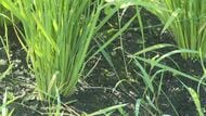 「雨が降らず、水がない」水田で水不足　農家から生育への影響を心配する声「これから穂が出てくる時期で水分が必要」　米どころ飯山市の7月の降水量は平年の40％　市が散水車で給水、臨時給水所3か所設置　長野