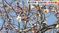 紅白の梅に合格祈願　薩摩川内市の藤川天神　学問の神様と梅の名所