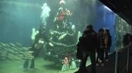 魚たちもクリスマス　越前松島水族館の大水槽に巨大ツリー登場　土日祝日には水中サンタと記念撮影も　12月25日まで　　