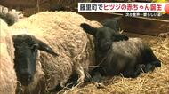 ヒツジのベビーラッシュ　連日元気な産声響く　赤ちゃんヒツジの愛らしい姿にメロメロ　秋田・藤里町