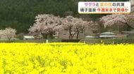 登米市・平筒沼のサクラが「サクラ吹雪」の見頃に　大崎市川渡地区ではサクラと菜の花が満開〈宮城〉