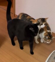 ホームベーカリーの音に「ビクッビクッ」　連動して“ビートを刻む”3匹の猫に爆笑！怖いけど気になっちゃう