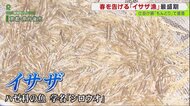 春の味覚”イサザ漁”が最盛期　明治時代から続く”伝統的な方法…