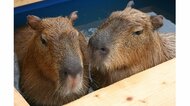 カピバラの肌荒れが“美肌の湯”で改善!? 「温泉の効果」を科学的に証明…研究者に聞いた