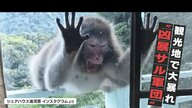 【被害深刻】人気温泉地・湯河原町で“凶暴サル軍団”が出没！住民や観光客を襲撃　室内に侵入し食べ物を盗む…「サルが人を怖がらなくなった」 