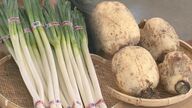 秋の野菜は「長ネギ」と「レンコン」がおすすめ　物価高でも”お求めやすい価格”に【新潟発】