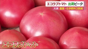 農薬や化学肥料3割減『エコラブトマト』 大洲市で出荷ピーク【愛媛】