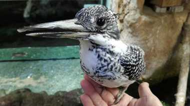 珍しい“手乗り”ヤマセミ!? 野鳥がどうやって懐いたか聞いた