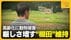 「コメ作りは今年で最後」高齢化にイノシシ被害…厳しさ増す“棚田”…