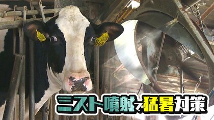 酷暑の夏…乳牛に“最新ミスト”噴射で対策！去年はウシが死に廃業する酪農家も…「ダメージ大きすぎる」止まらぬ離農に歯止めを