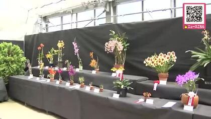 『市民ラン展』札幌・百合が原公園で開催中！50種超の洋ラン62鉢展示―ラン愛好家団体が育てた色鮮やかな洋ラン並ぶ〈北海道札幌市〉