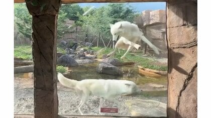 「完全にワンコ」飼育員を見つけたホッキョクオオカミが大はしゃぎ！“犬っぽい”行動が他にもあるのか担当者に聞いた