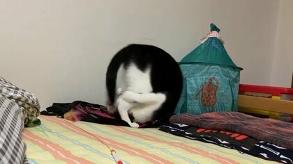 お手本のような“でんぐり返し”をする猫が話題! 前足で後ろ足を抱える綺麗なフォーム…どんなときにする? 飼い主に聞いた