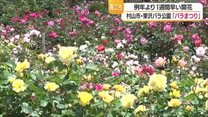 750品種・約2万株のバラ　東沢バラ公園で「バラまつり」始まる・7月5日まで　山形・村山市