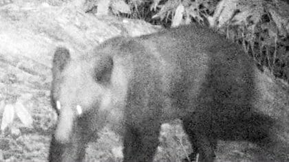 【ヒグマ脅威】札幌市南区にクマ3頭出現うち2頭を駆除―男性がクマに襲われた平和丘陵公園では住民の警戒続く 札幌市西区には「ヒグマ警報」発令