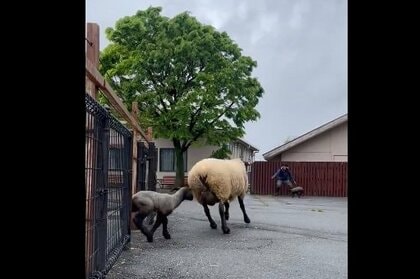 子ヒツジが園内を移動中に“迷子”…気づいて迎えに戻った母に「感動！」よくあることなのか東武動物公園に聞いた
