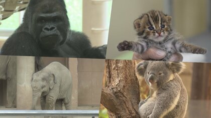 副園長「恐らく日本で一番多い」 絶滅危惧種を積極的に飼育する名古屋・東山動植物園　背景に“2つの目的”