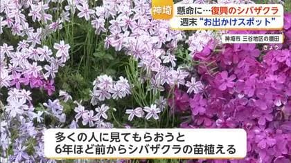 豪雨災害から5年 神埼市三谷地区の棚田に1000本のシバザクラ咲き誇る【佐賀県】