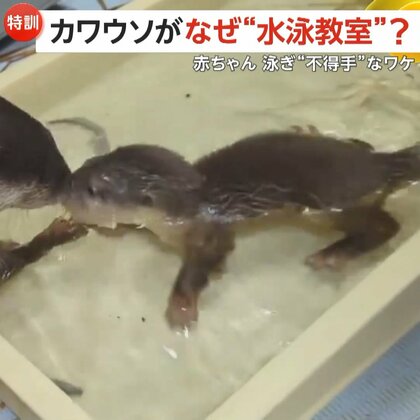 赤ちゃんカワウソの水泳教室…いったいなぜ？　赤ちゃん泳ぎ不得手な「ワケ」　両親で“特訓”に違いも　池袋・サンシャイン水族館