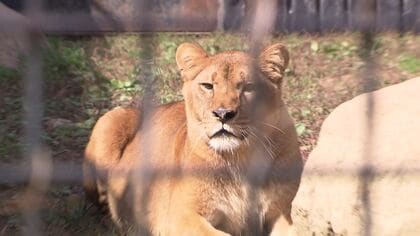 【独占取材】「北海道アニマルワールド」語る現在地 残る220匹は移籍20人が飼育「動物に罪はない。守りたい」目標は『地域との共生』無許可建築物撤去期限まで約1か月”ノースサファリ”の今〈北海道札幌市〉
