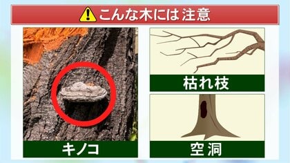 花見の名所で折れた桜には“キノコ”…自治体を悩ませる『街路樹の老木化』倒れそうな木をどう見極めればいいのか
