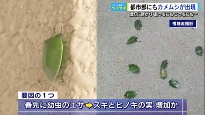 カメムシが営業妨害！あっちにもこっちにも…全国で大量発生 11月末まで続く見込み 農作物への「食害」にも注意