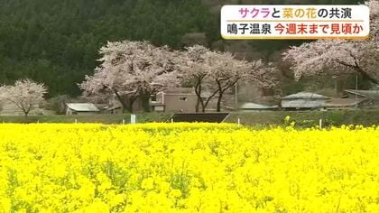 登米市・平筒沼のサクラが「サクラ吹雪」の見頃に　大崎市川渡地区ではサクラと菜の花が満開〈宮城〉