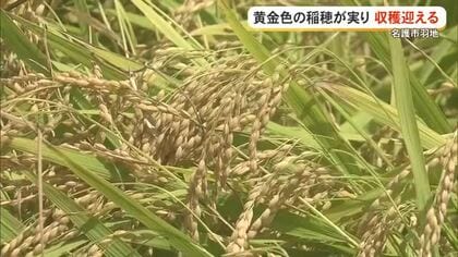 県内有数の米どころ名護市羽地で1期作米の収穫始まる　8月には2期作米の植え付けを予定